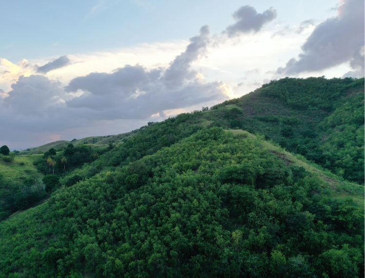 Auch auf Haiti werden Klyqa-Bäume gepflanzt