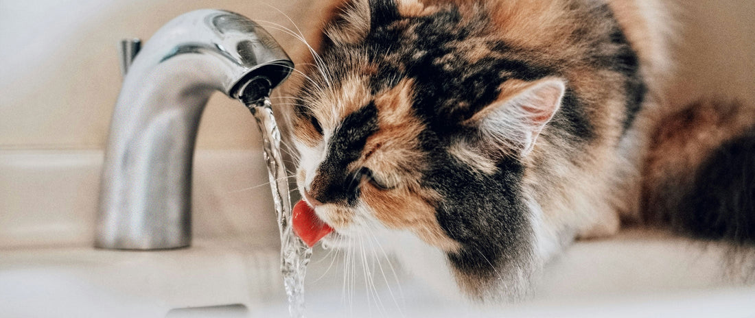 Trinkfaule Katze? Wie viel trinkt deine Katze und warum ist das wichtig?